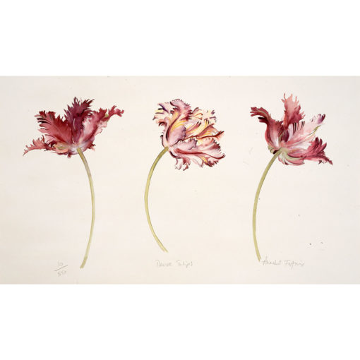 Mauve Tulips